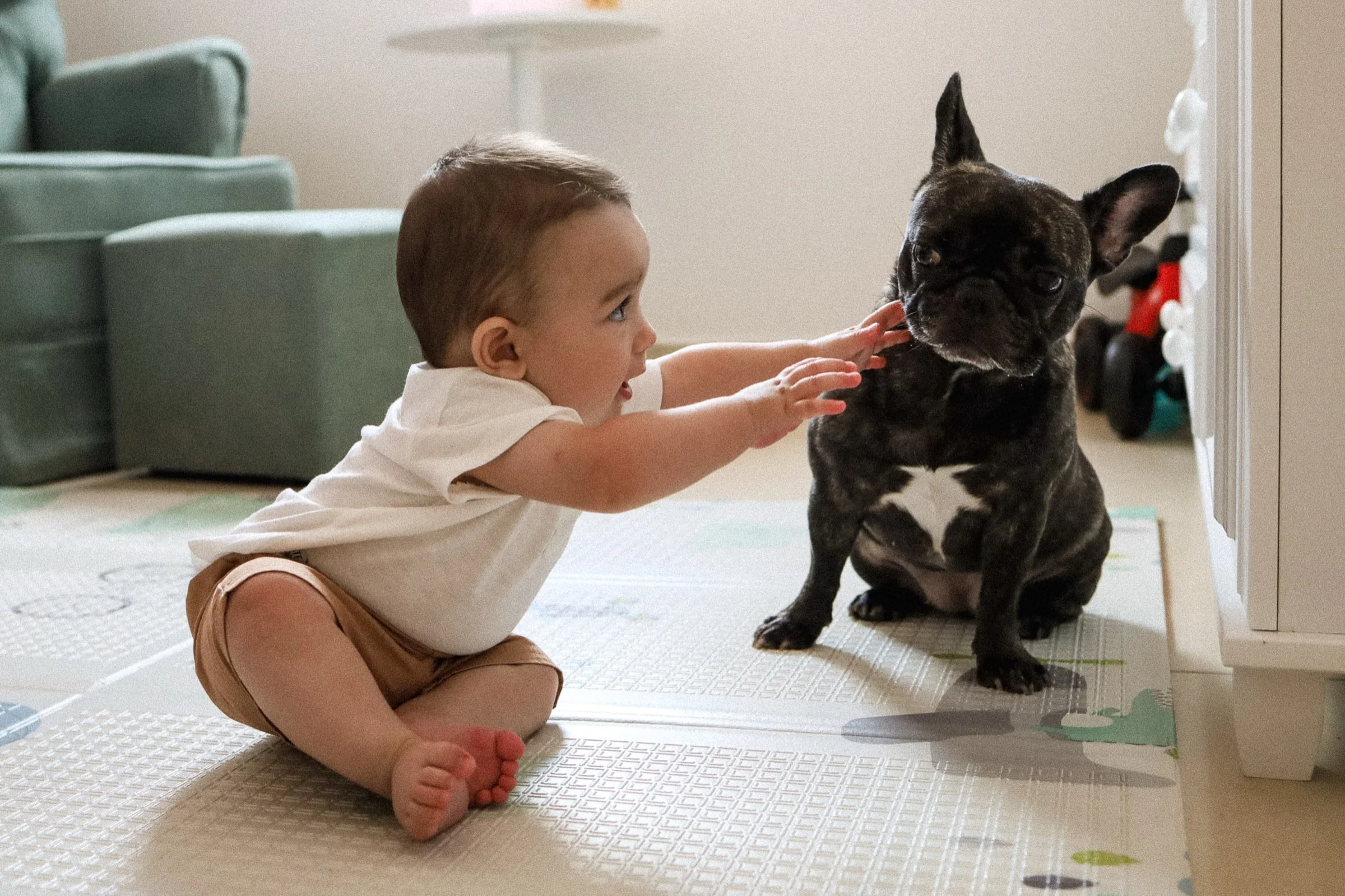 Toddler playing with the family dog at home, lifestyle family session