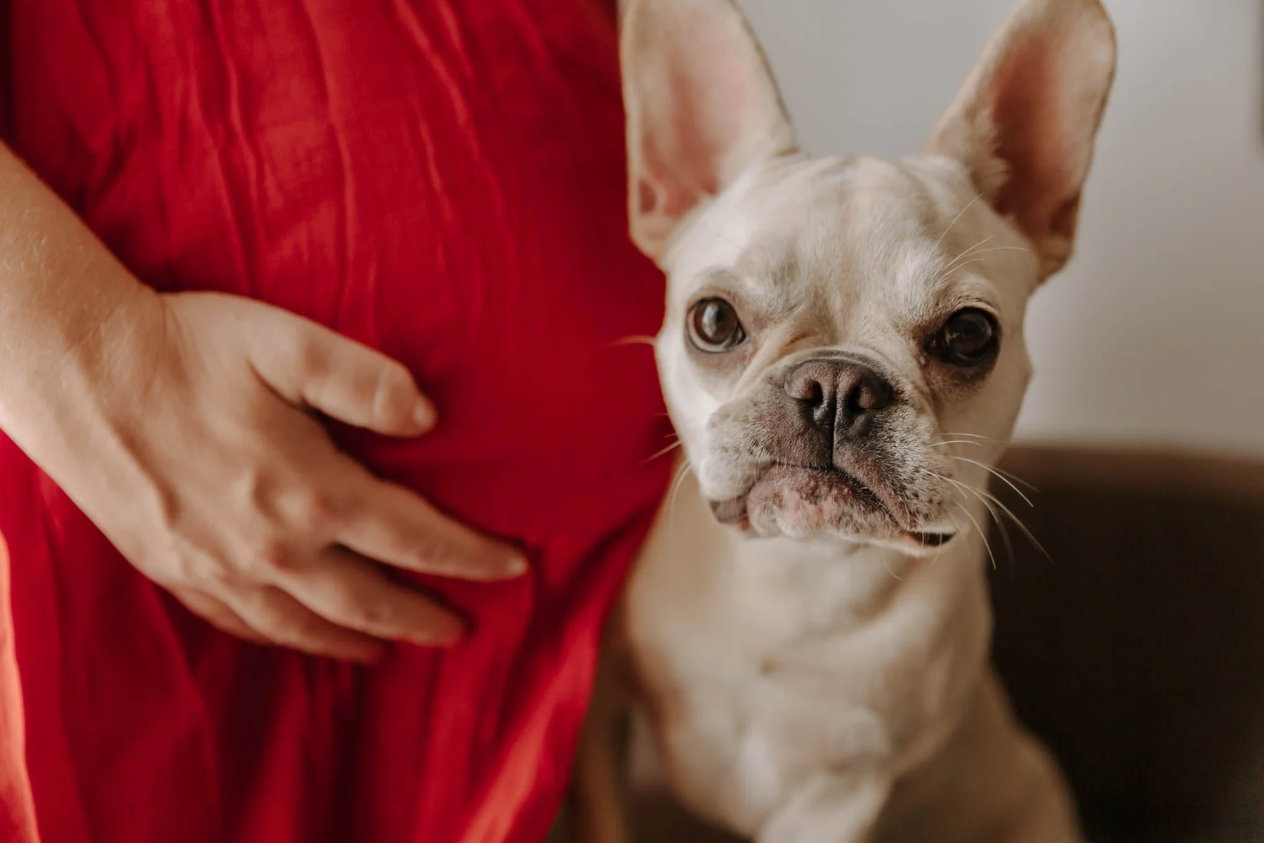 Expecting mother with her hand on her belly next to the family dog